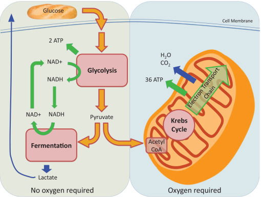 Metabolic Alignment for Sustainable Fat Loss