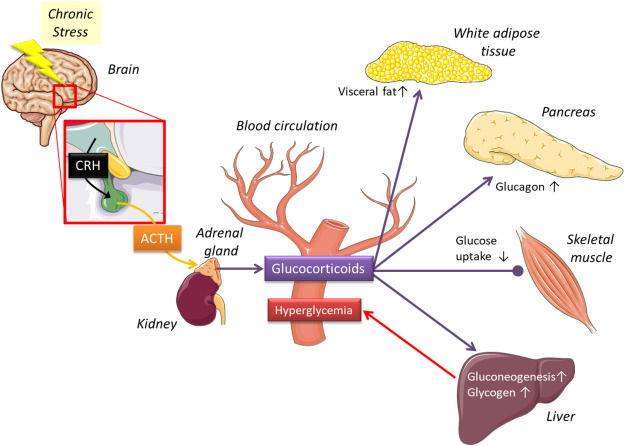 Stress, Cortisol, and Fat Storage