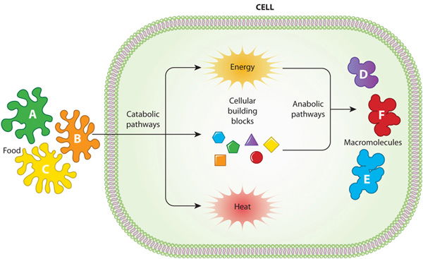 Cellular Metabolism and Energy Production